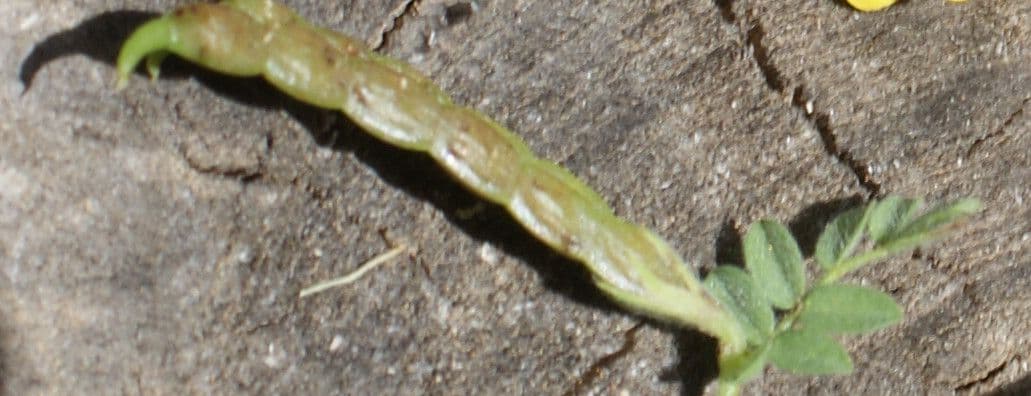 Uccellina comune