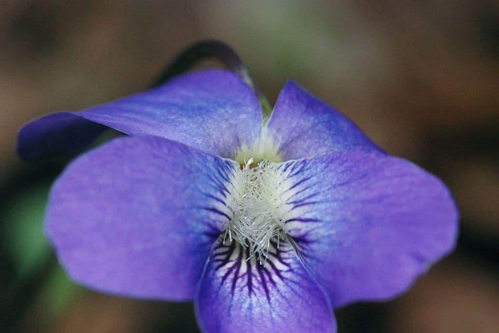 Viola precoce blu 5