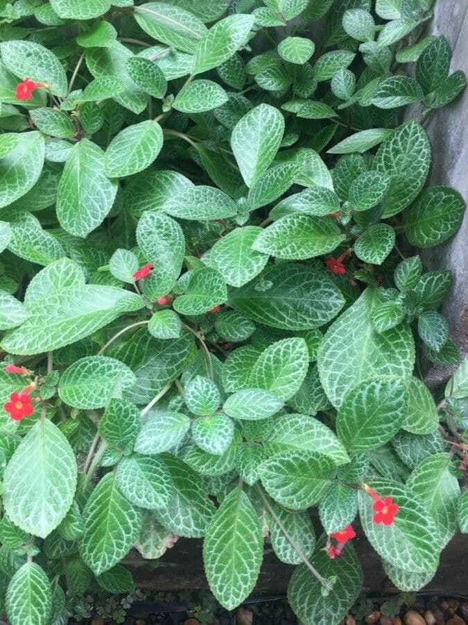 Episcia cupreata 7