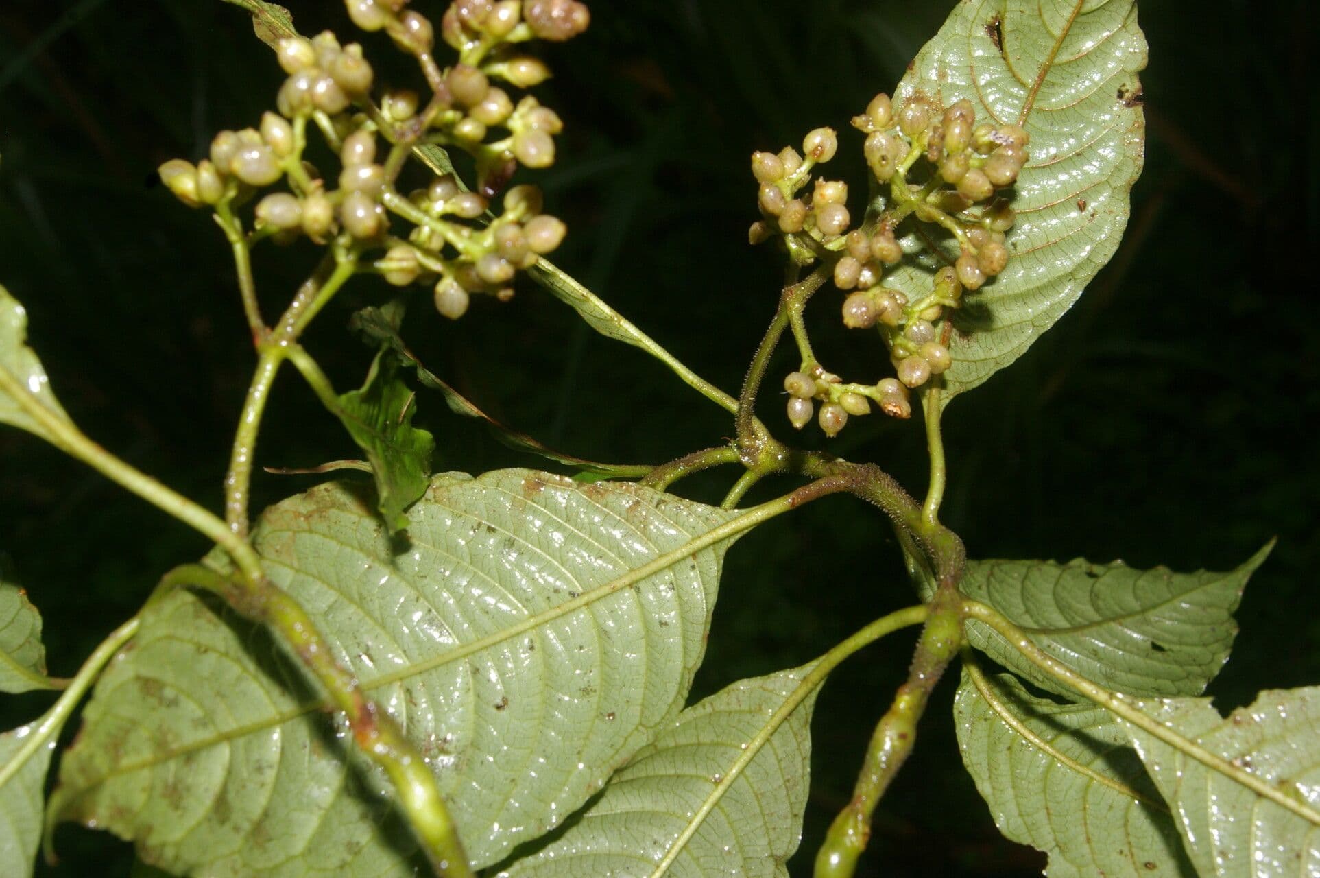 Palicourea 3