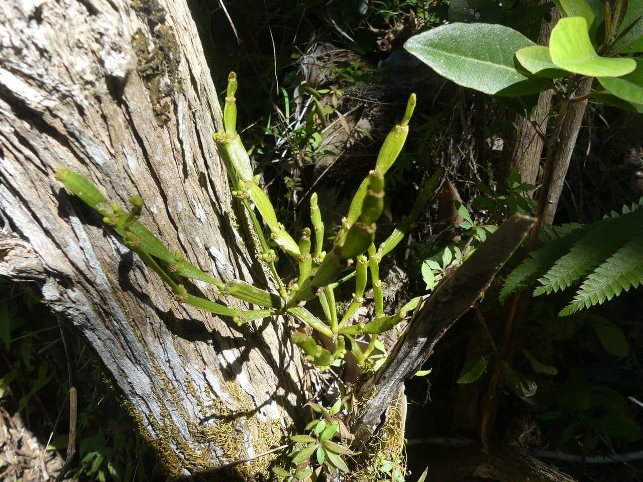 Korthalsella 2
