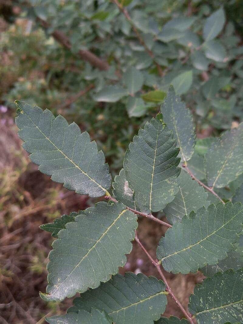 Zelkova cretese 7