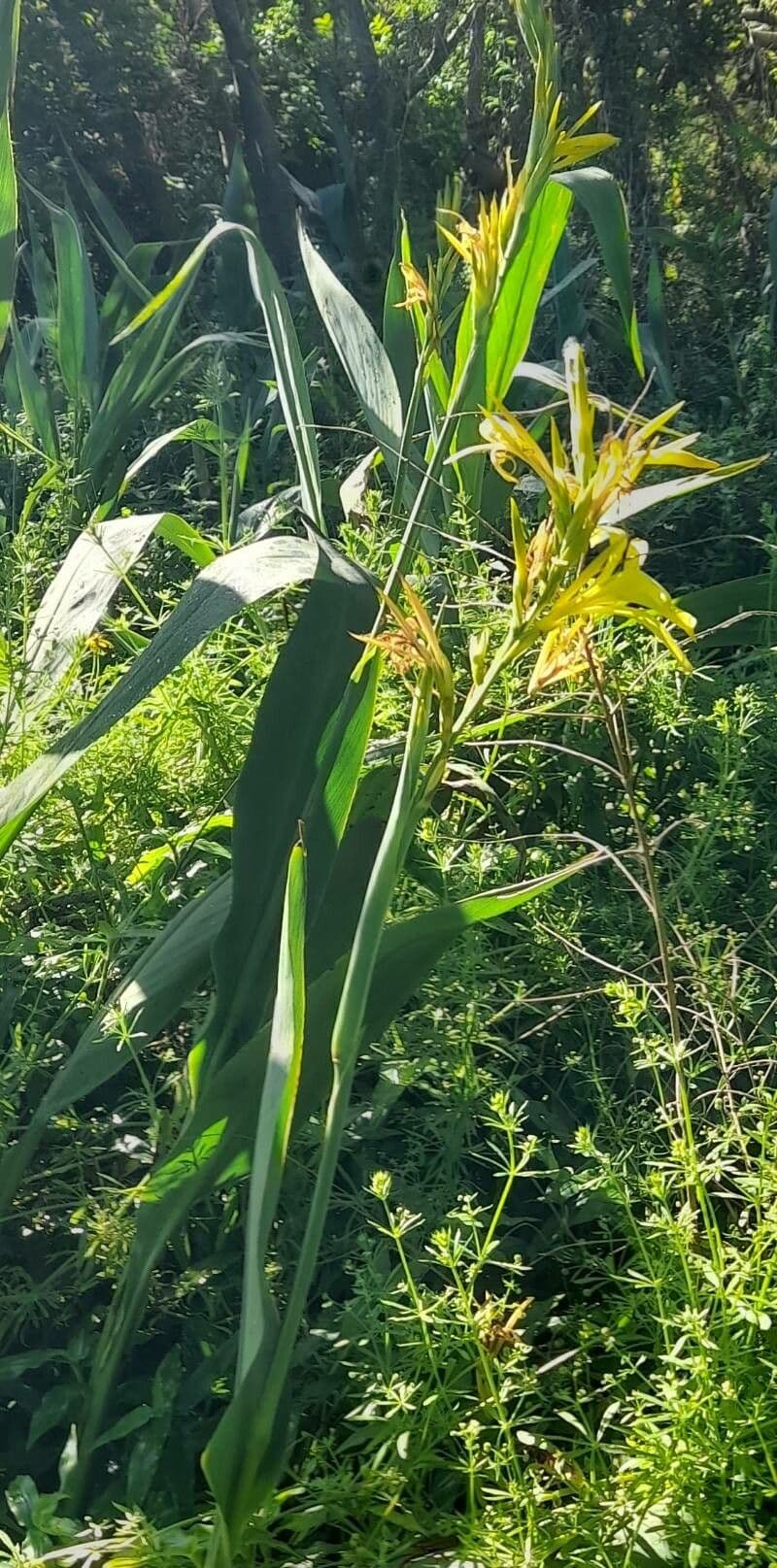 Canna glauca 14