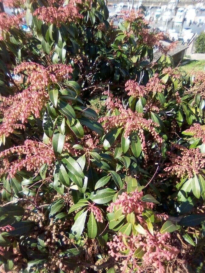 Pieris giapponese 17