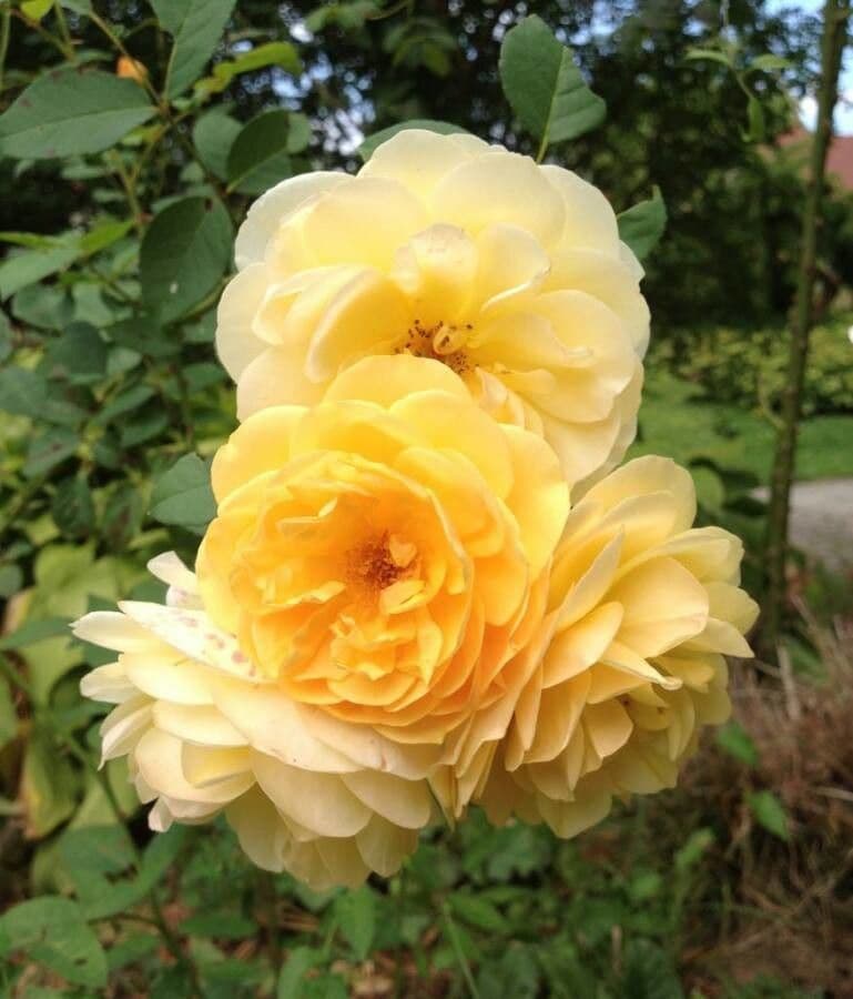 Rosa 8