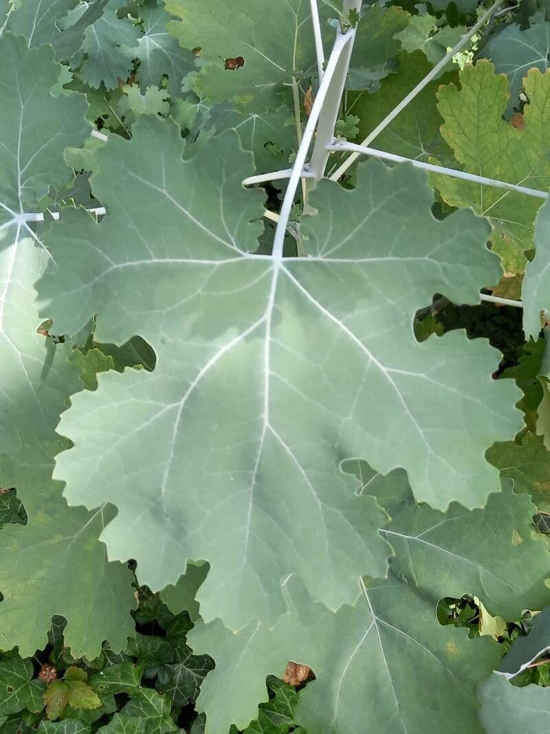 Macleaya 17