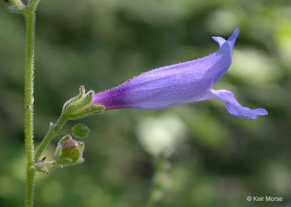 Schöne Bartblume 3