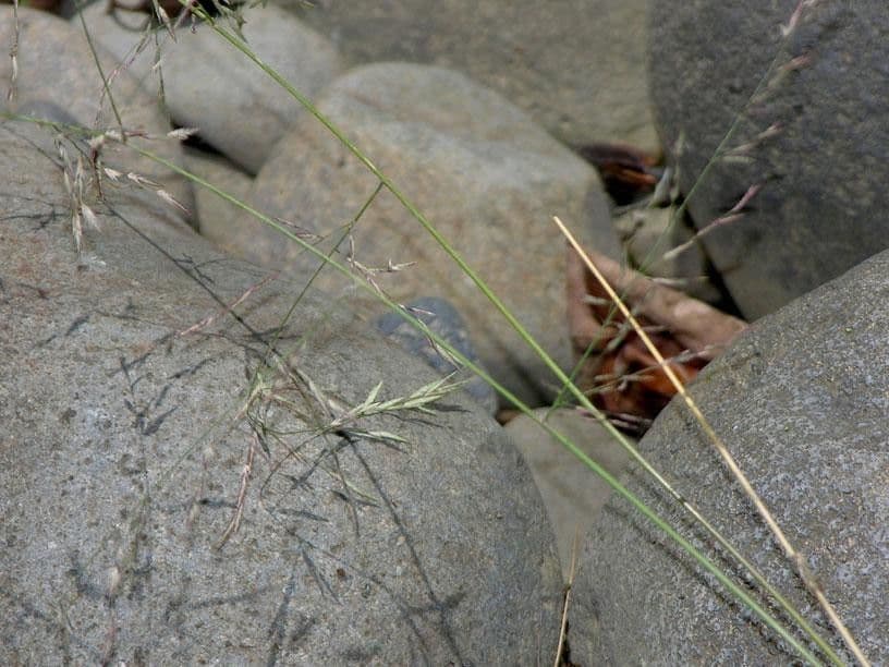 Eragrostis 6