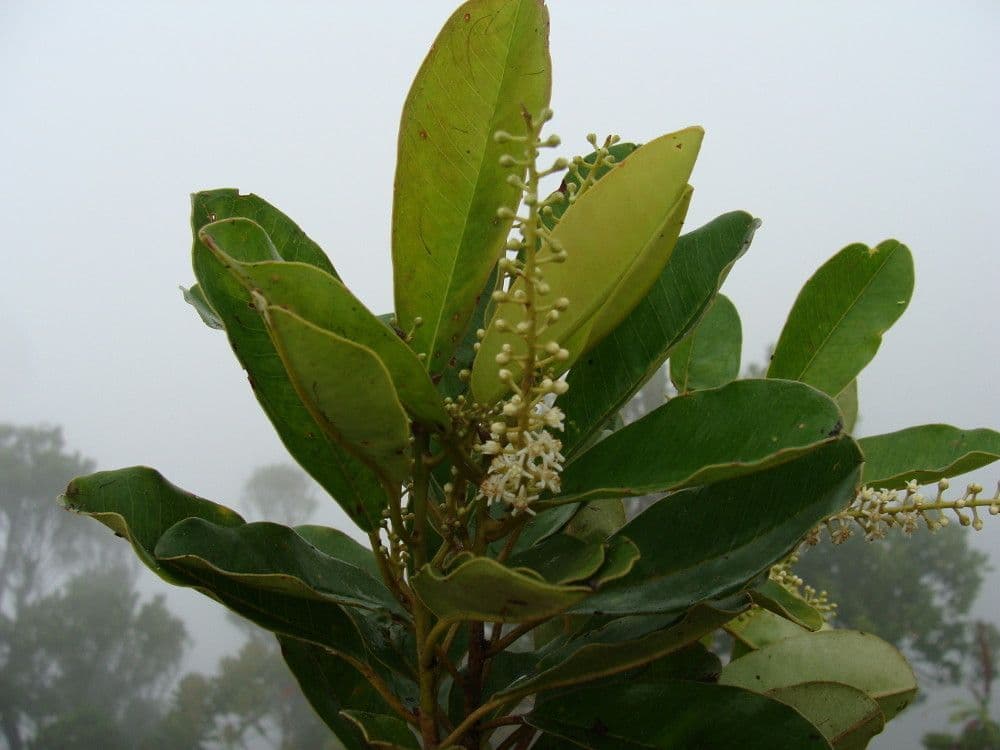 Quintinia