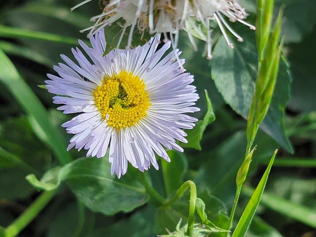 Fleabane 4