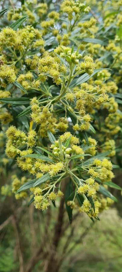 Baccharis dracunculifolia 3