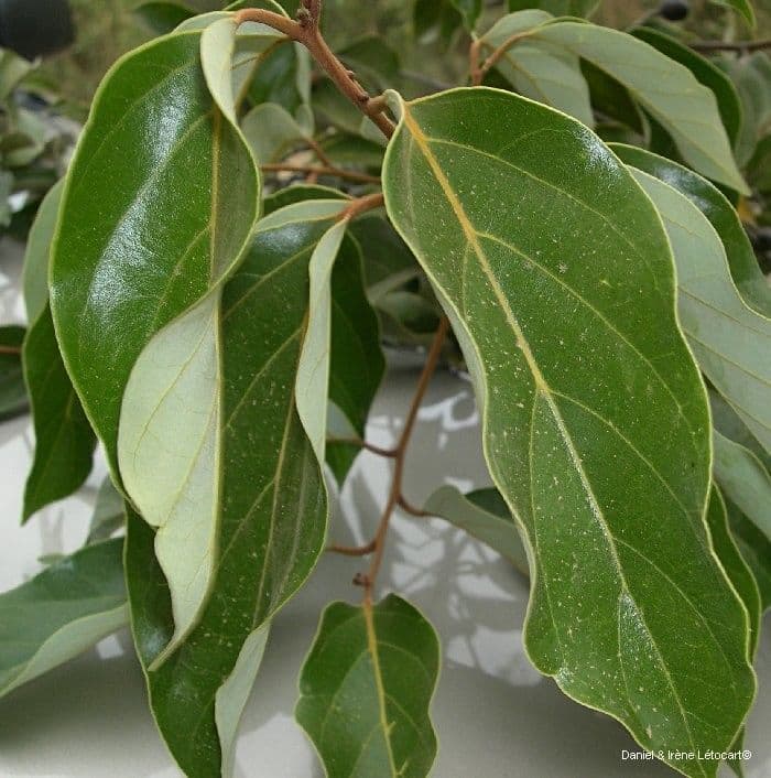 Cryptocarya 3