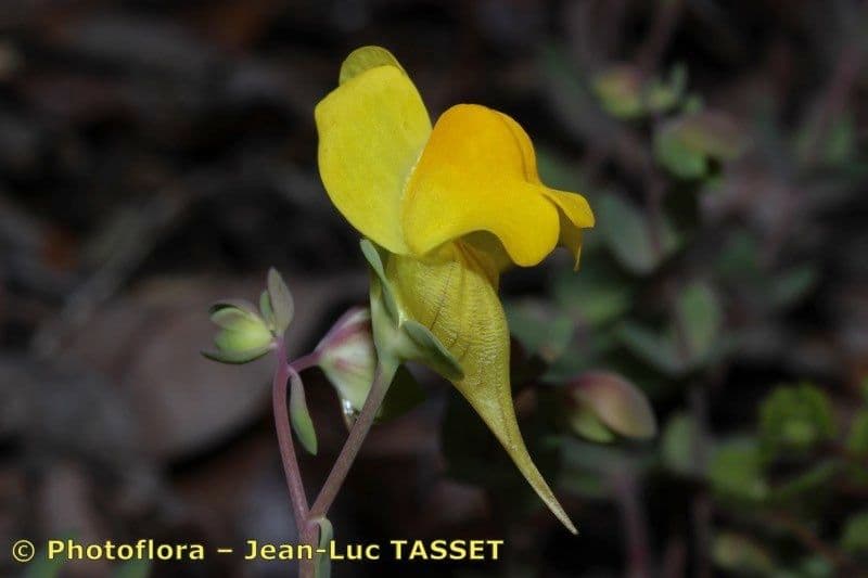 Linaria 2