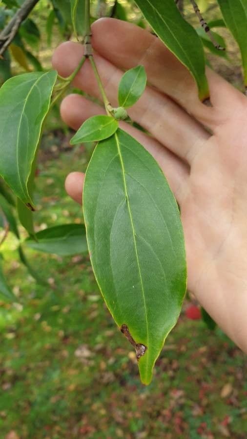 Cornus 12