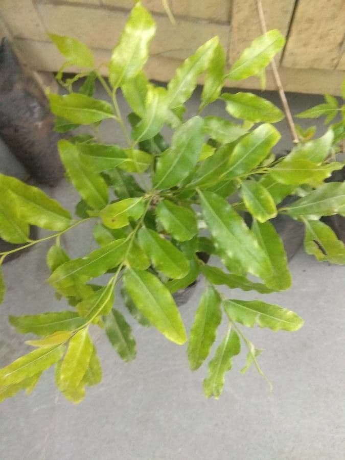 Putranjiva 3