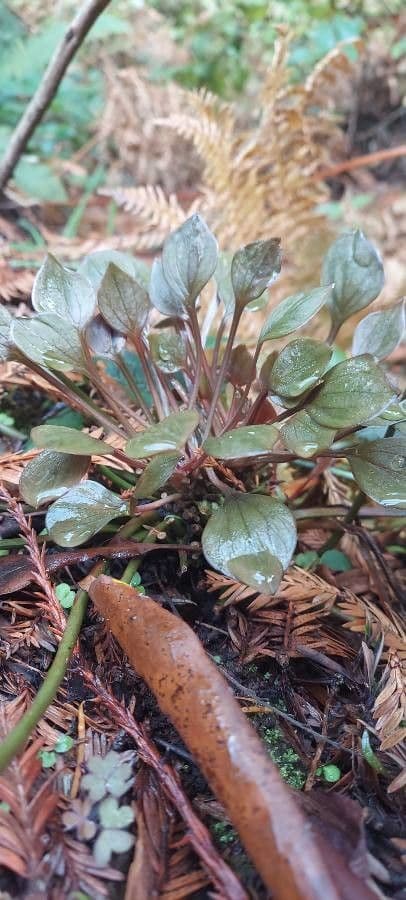Claytonia 10