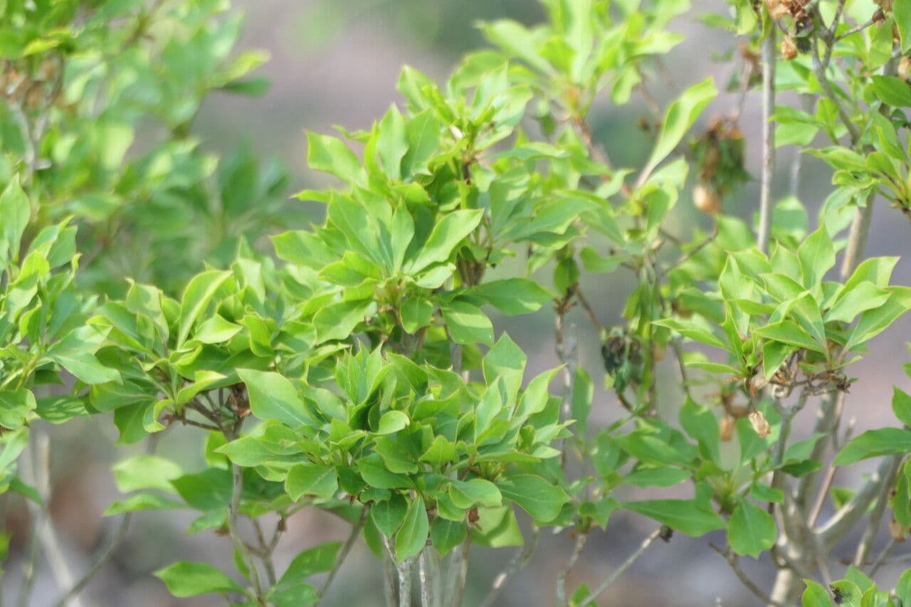 Enkianthus blanco 8