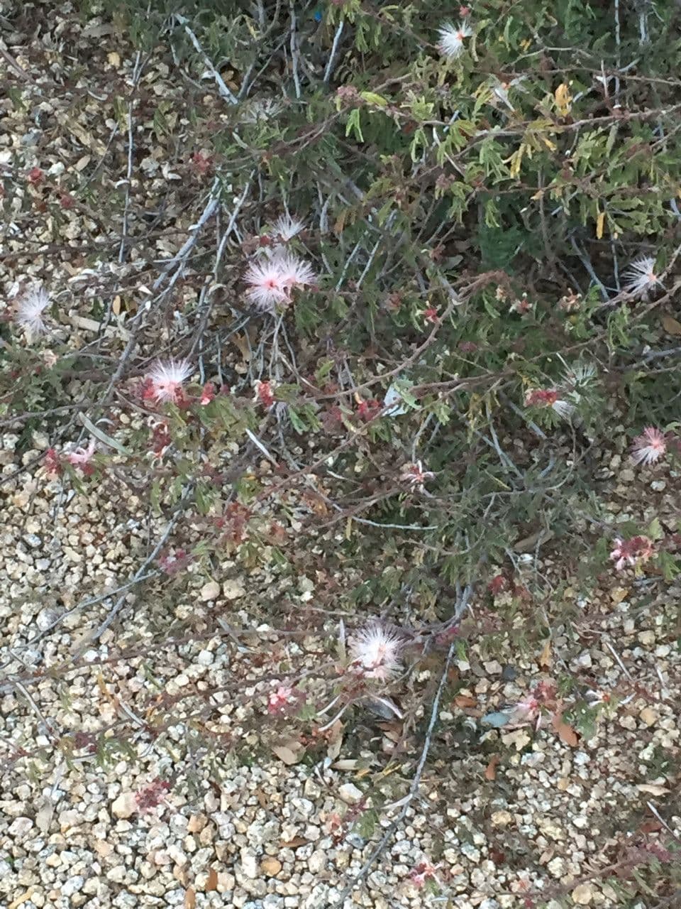 Fairy-duster 12