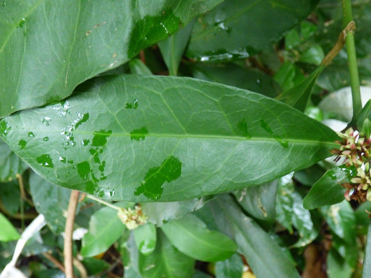 Ixora 18
