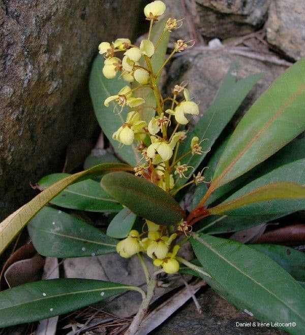 Acridocarpus 8