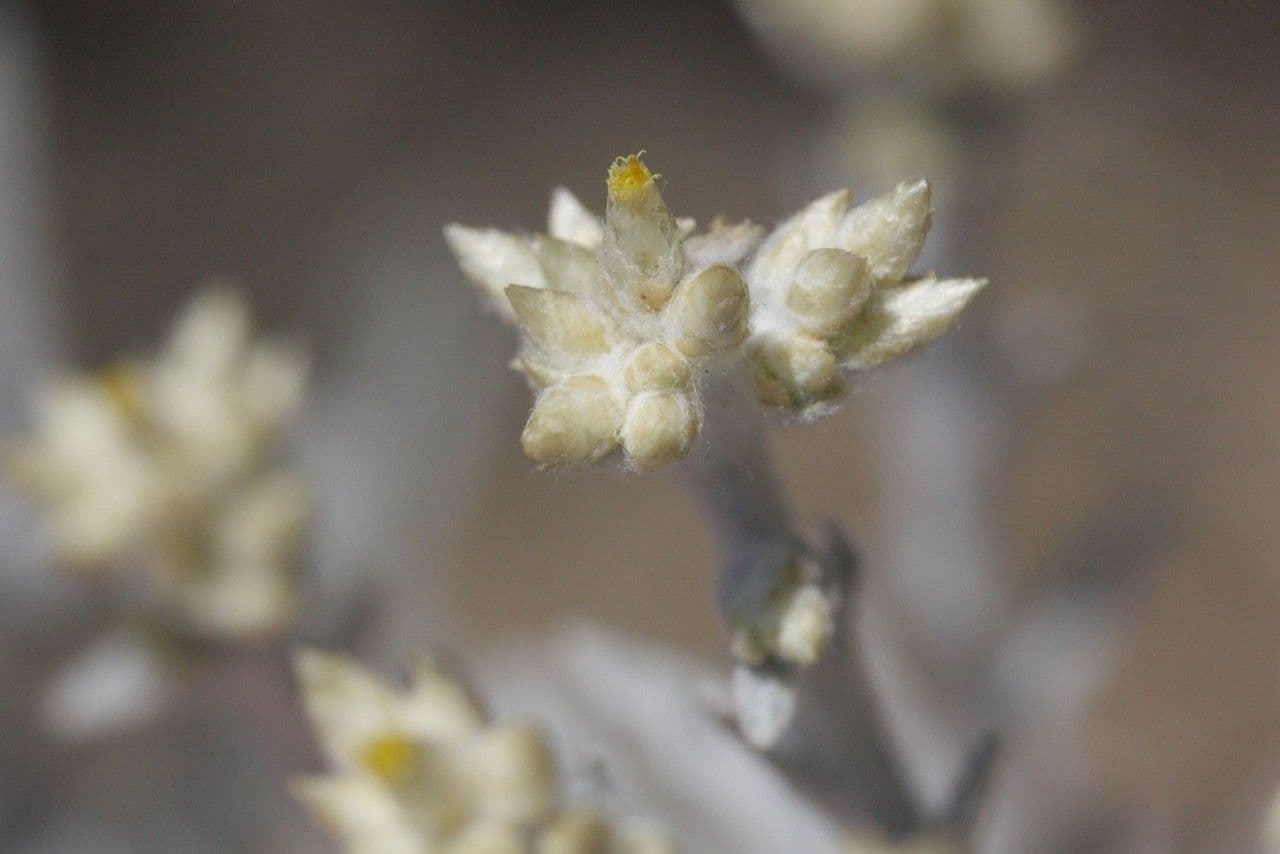 Pseudognaphalium 3