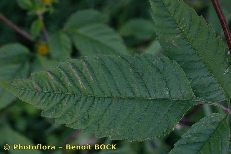 Bidens vulgata 17