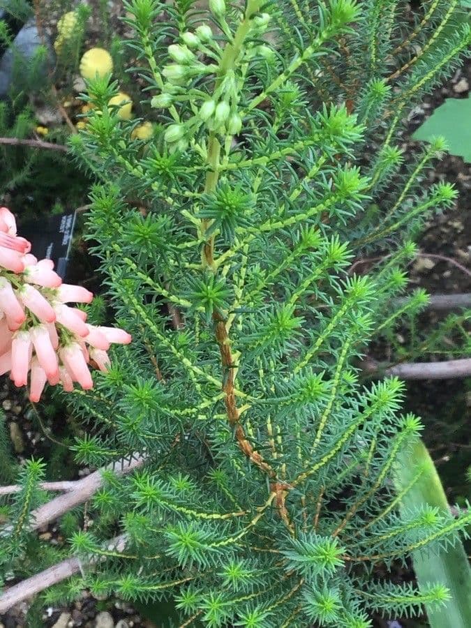 Erica mammosa 6