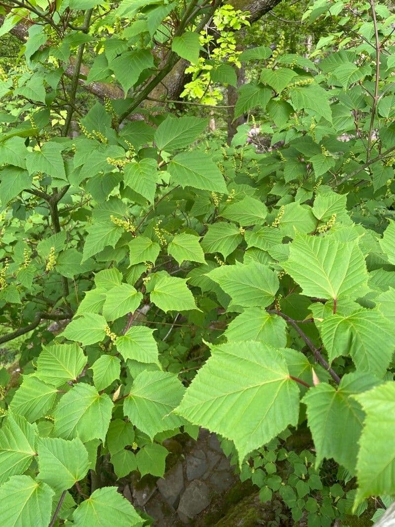 Érable capillipes 9