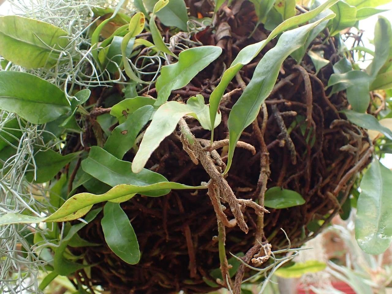 Mikrogramma lesklá