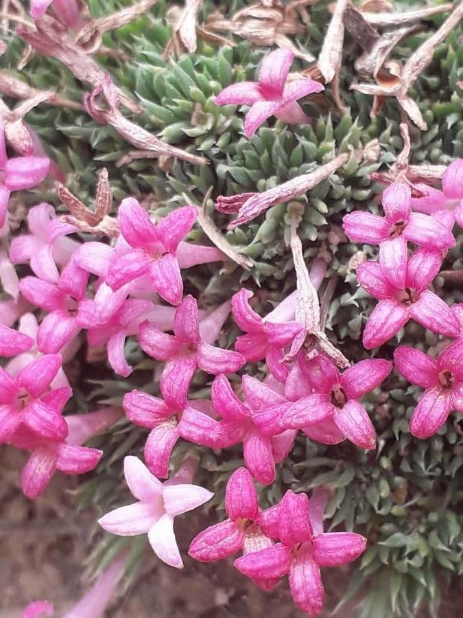 Asperula