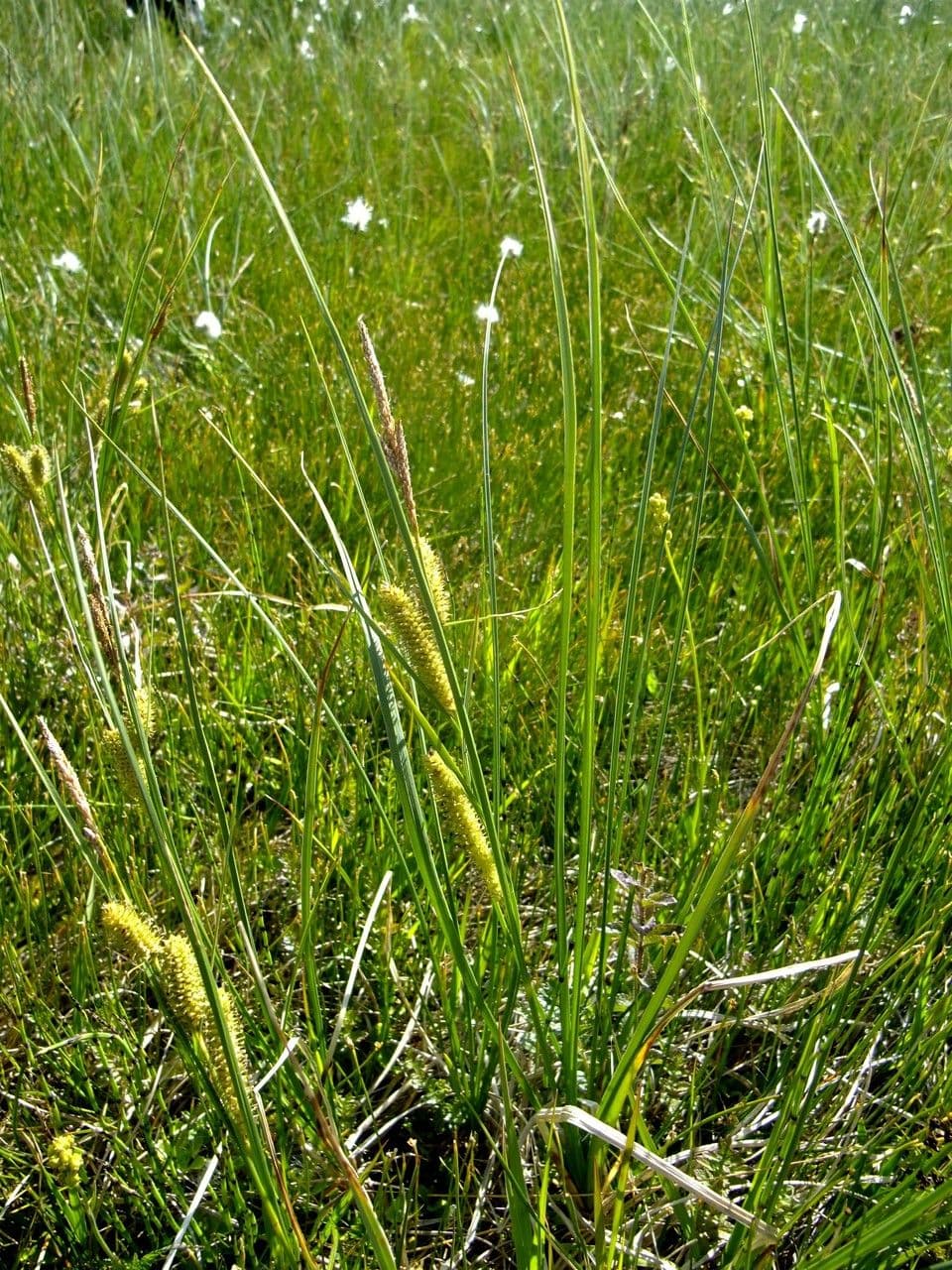 Carice rostrata 11