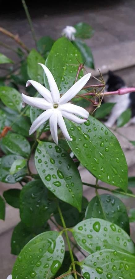 Jasmin 4