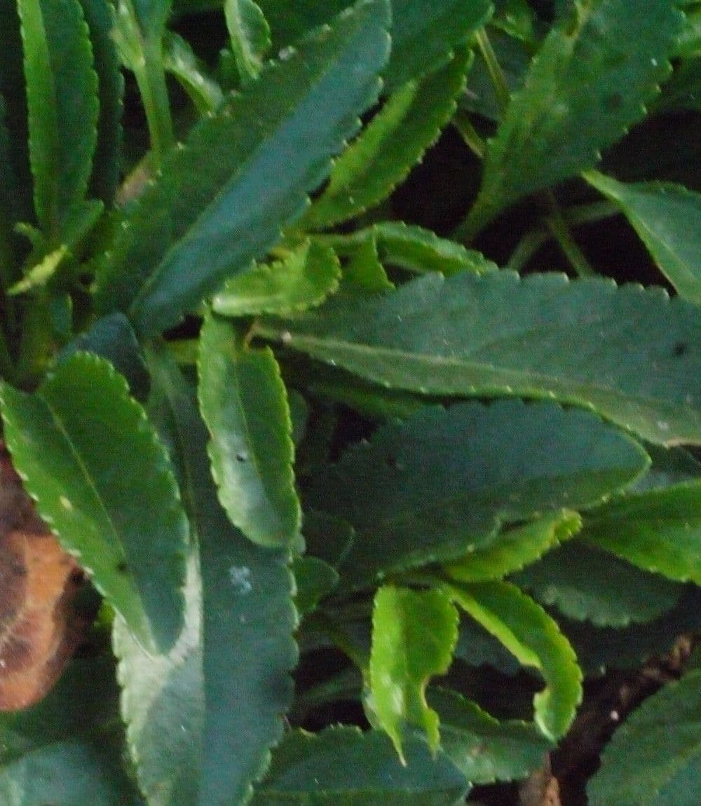 Veronica spigata 28