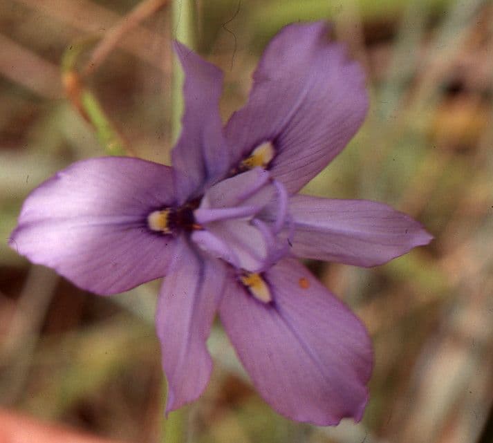 Moraea