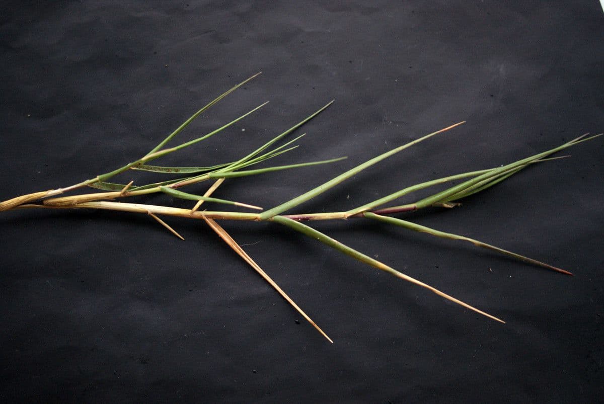 Sporobolus 18
