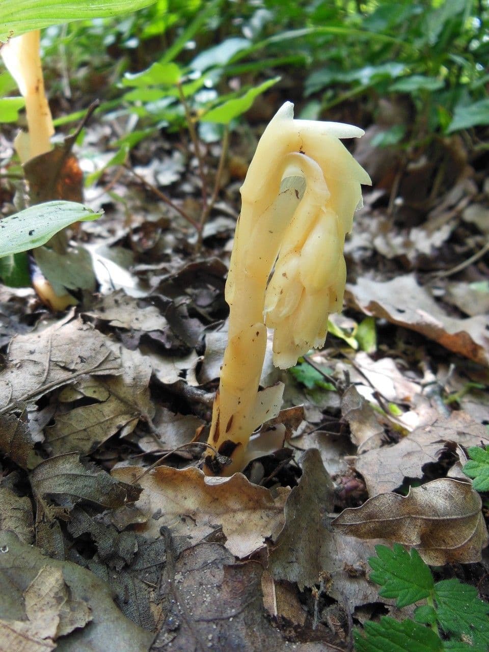 Monótropa 11