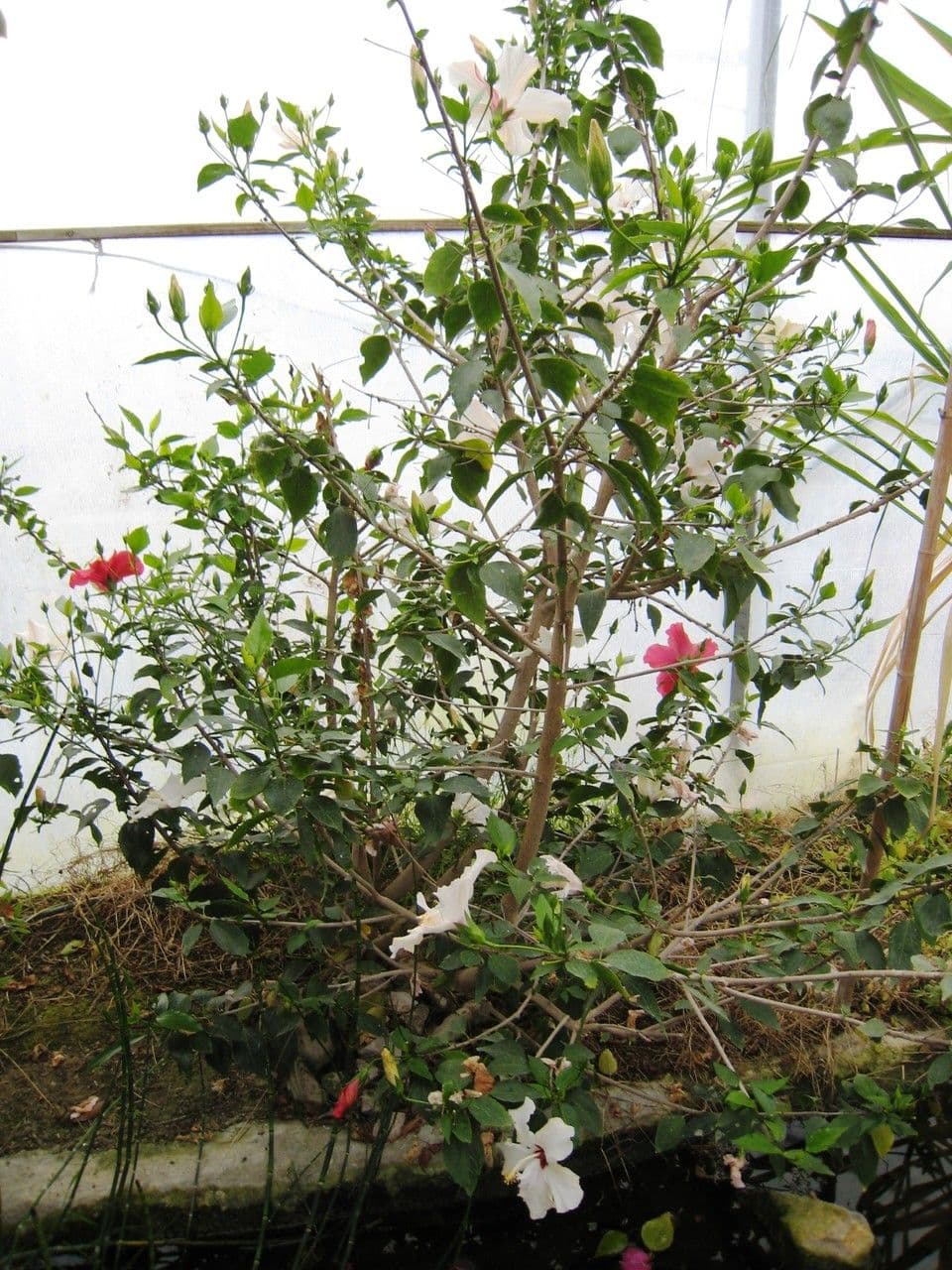 Eibisch 10