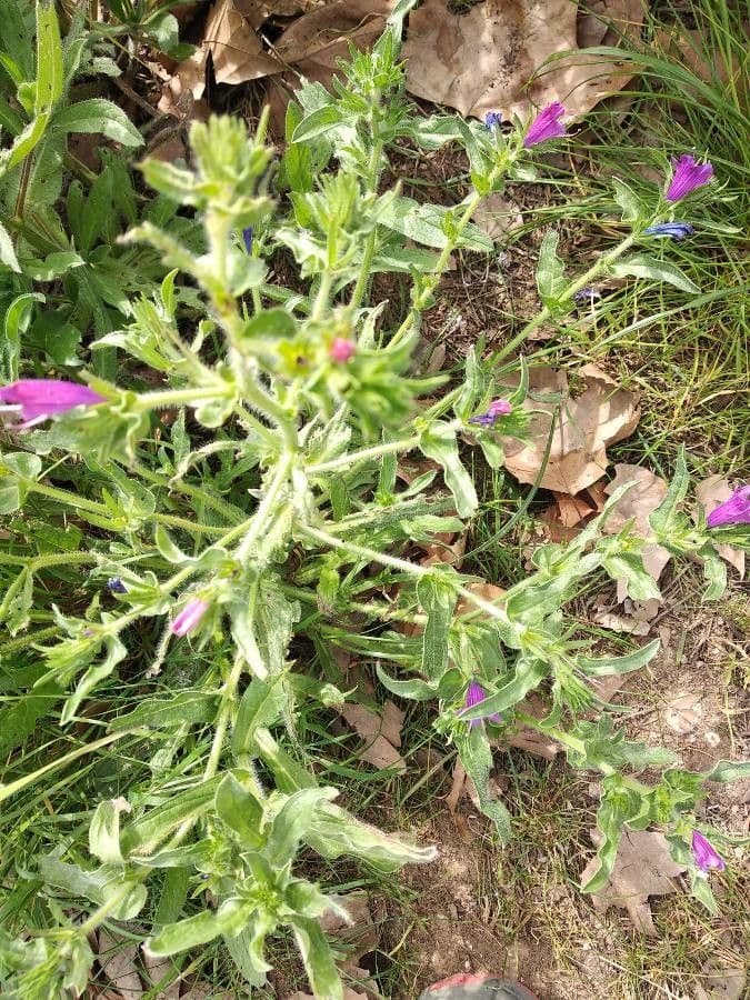 Echium cretico 24