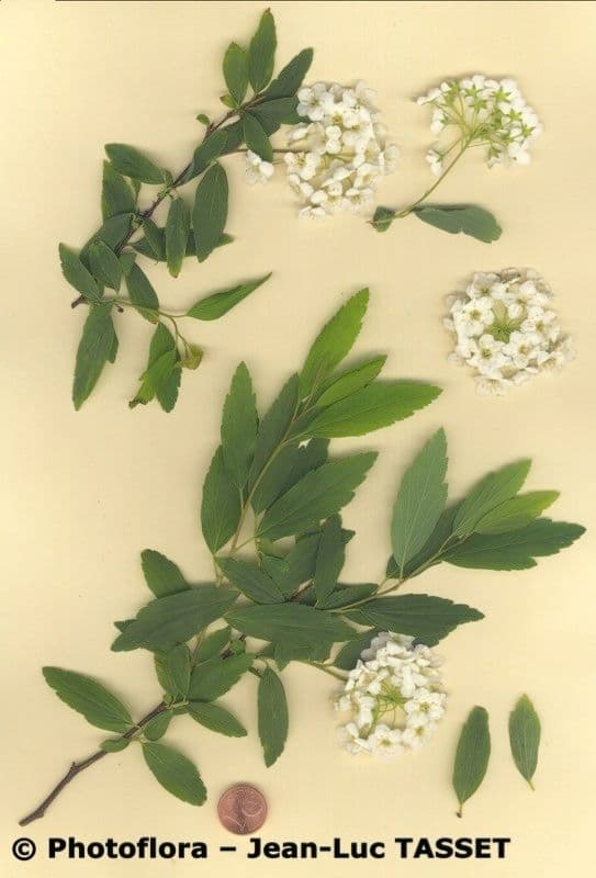 Reeve's spiraea 29