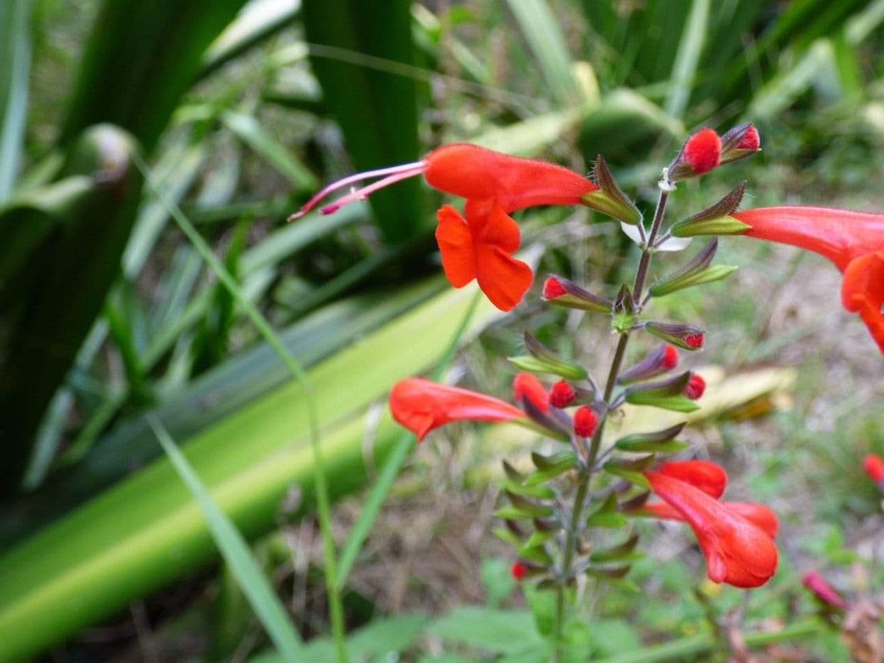 Salvia scarlatta 6