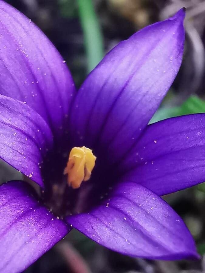 Romulea