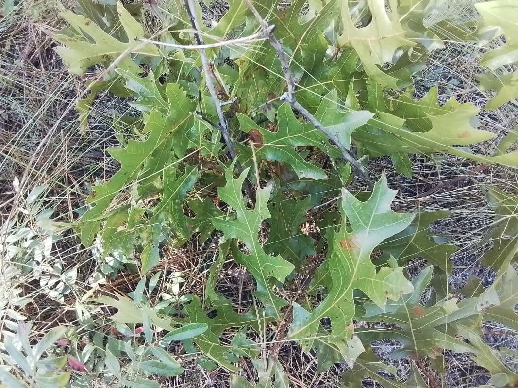 Roble 2