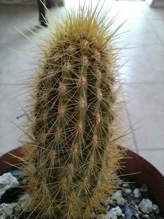 Pilosocereus 10