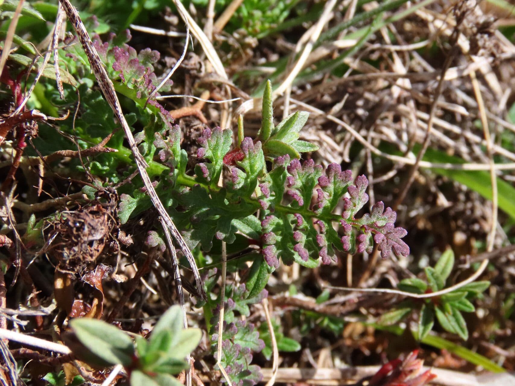 Pedicularis 5