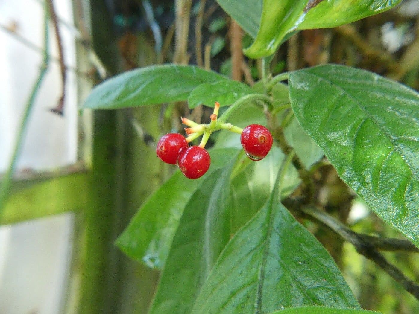 Psychotria punctata 4