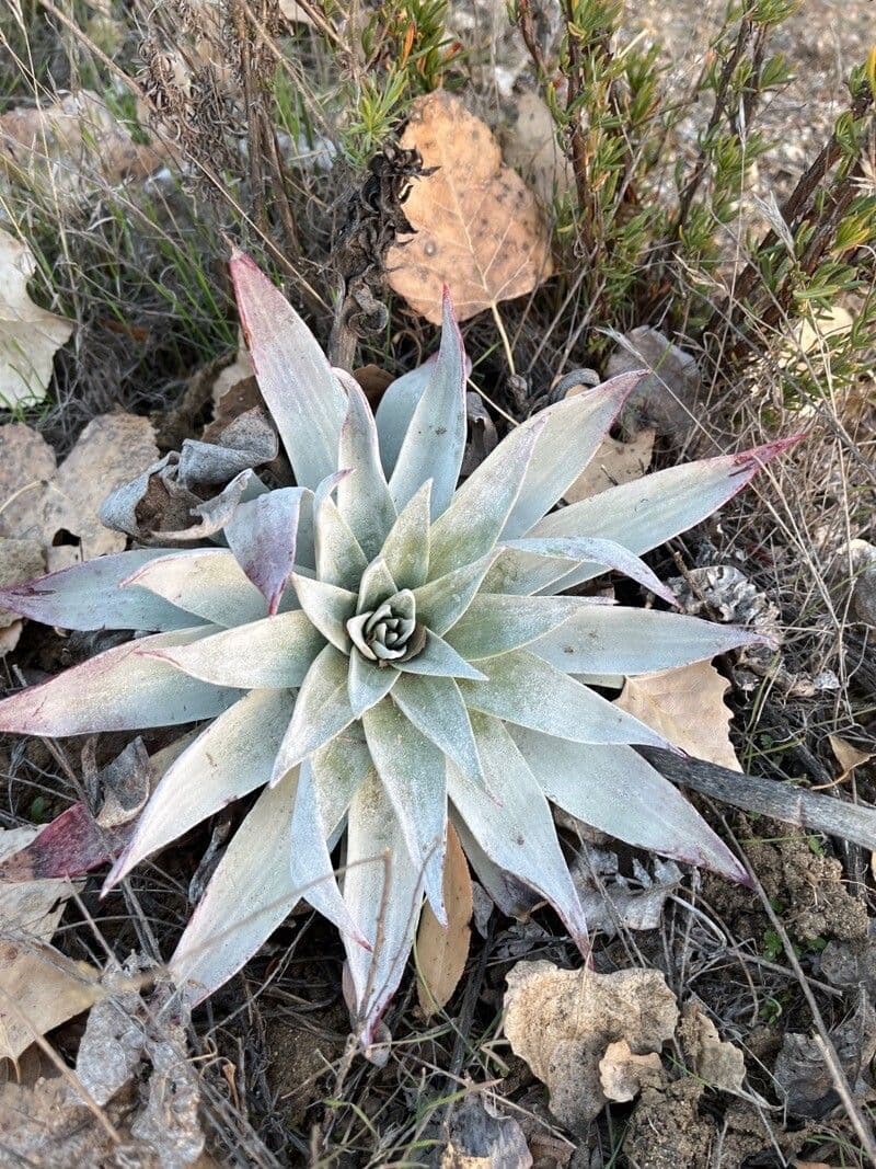 Dudleya pulverulenta 4