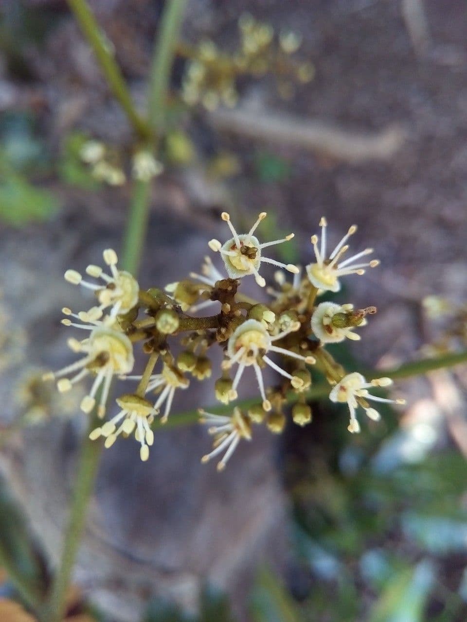 Litchi 7
