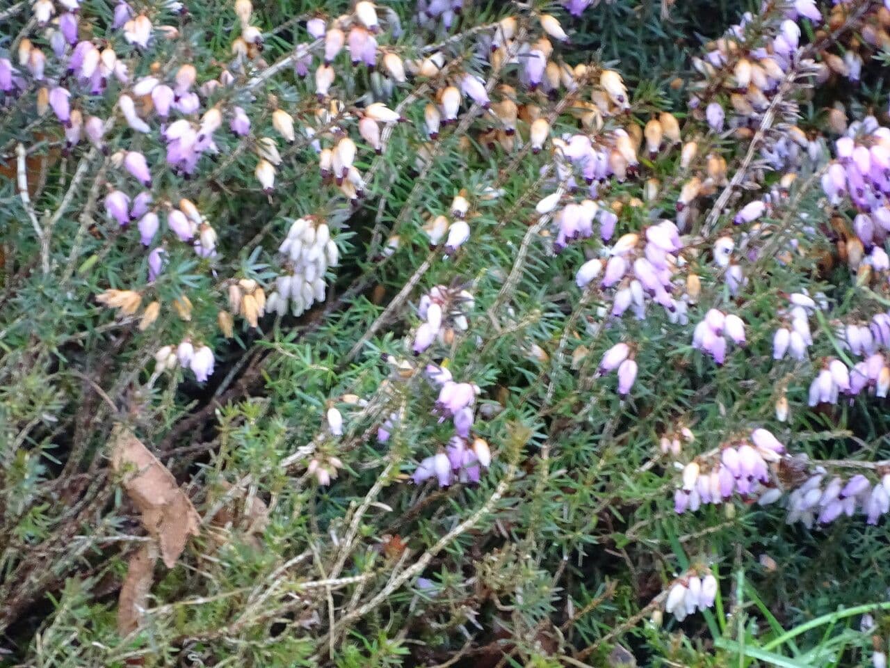 Erica herbacea 6
