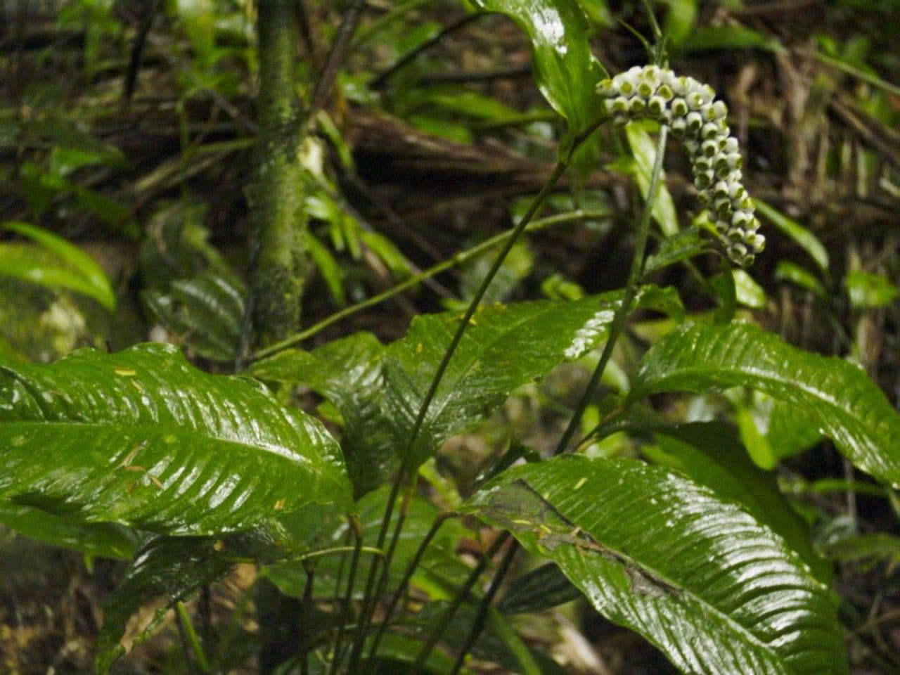 Zamiokulkas gładki 2
