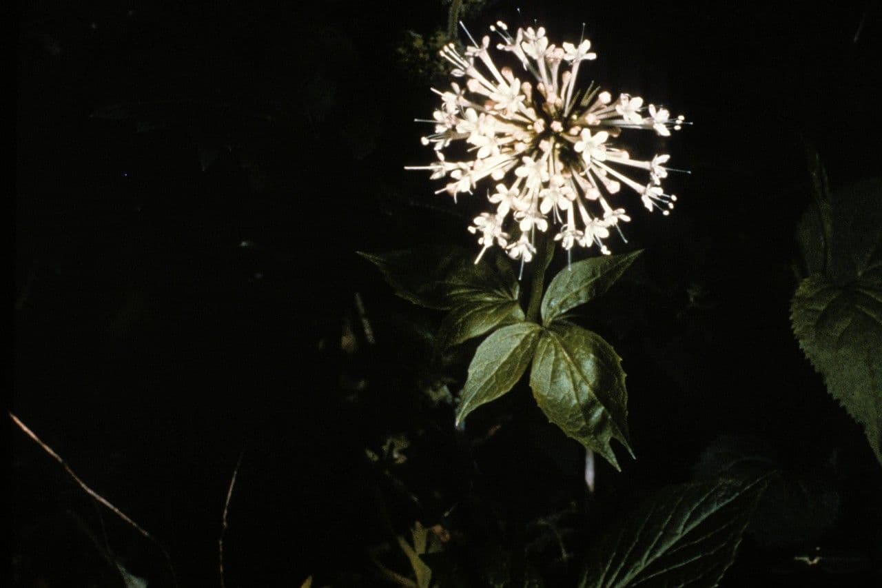Valeriana pauciflora 4